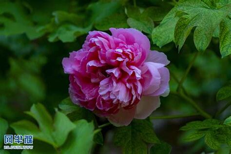 球牡丹 暖陽花